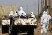 Burkina Faso confirms its first case of deadly H5N1 strain of bird flu