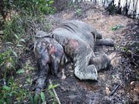Chad poachers kill 89 elephants in one night. 49690.jpeg