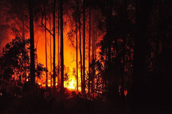 Tragedy in Portugal: 43 die in forest fire. 60690.jpeg