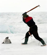 EU proposes total ban of products derived from seal hunting in Canada