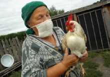 22 new cases of bird flu on northern German island