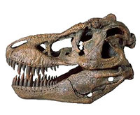 T-Rex skull, mummy hand, piece of Mars sold by auction