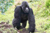 Four mountain gorillas killed in Congo