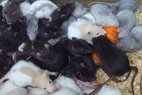 Scientists plan to wipe out rats on Alaskan island