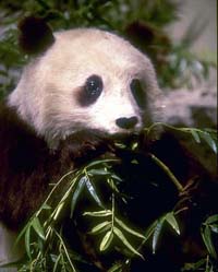 Panda poop used for production of high-quality paper in China