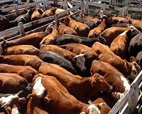 Moscow concerned over Argentina’s decision to cut beef exports
