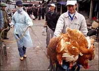 Government says 165 degrees (74 Celsius) will kill bird flu, other viruses