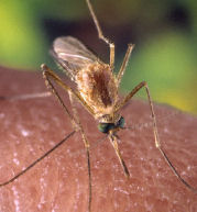 WHO to send team to Indian Ocean islands to monitor mosquito-borne virus