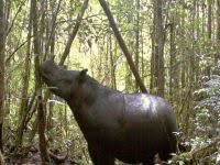 Supposedly extinct species of rhinoceros is seen in Indonesia. 47733.jpeg