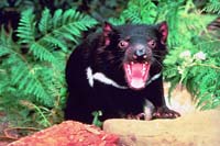 Tasmanian devils, a gift to baby prince, have arrived in Denmark