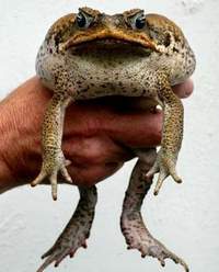 Huge monster cane toad captured in Australia