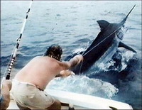Fishermen catch 844-pound shark to win in fishing tournament