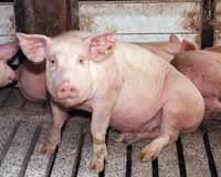 Pig farms in Malaysian state ordered to close