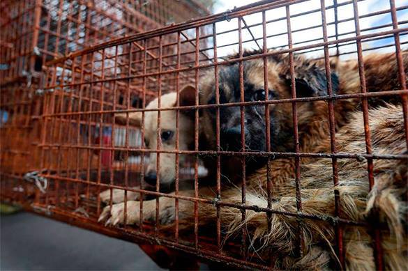 New York restaurants to sell dog meat. Dogs