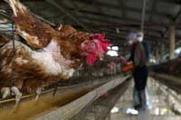 WHO expresses concern about large human bird flu cases in Indonesia