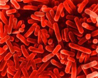 Netherlands: Legionnaires Disease outbreak kills one,  sicks 16 people