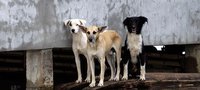 Stray dogs' lives more valuable than children's?. 53749.jpeg