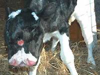 A two-nosed calf born in the USA