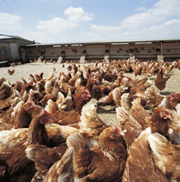 Britain's poultry industry under attack of bird flu