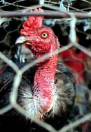 EU confirms deadly H5N1 strain of bird flu in Hungary, Austria