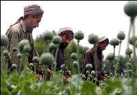Afghanistan's poppy crop this year could yield even more opium than last year