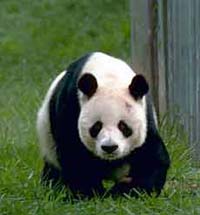 Panda exhibit closed by US zoo for mating attempt