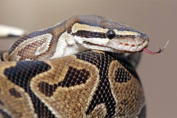 Builders capture world's longest snake in Malaysia. Longest snake captured