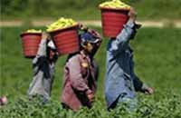 US government to regulate payments to foreign farm workers