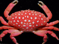 Researcher Stumbles Upon A Strawberry-Like Crab