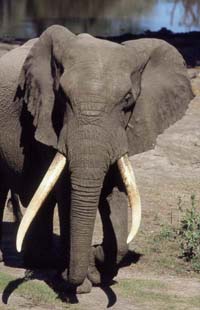 Theme park in Taiwan refuses to use 320,000 human hairs to lift elephant