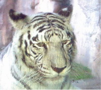 Tiger is euthanized after attack