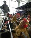 Indonesia records new bird flu death