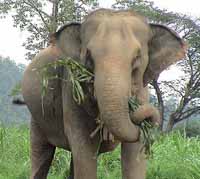 Mumbai bans elephants from city saying it's a cruel environment