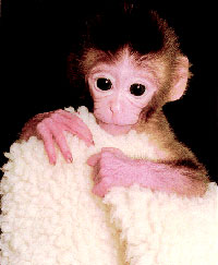 Oregon scientists claim to clone monkeys
