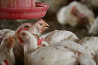 World Health Organization warns countries of bird flu danger