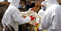 Egyptian woman dies of bird flu, becoming the country's seventh such victim