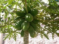 Papaya: Natural Cure Against Cancer