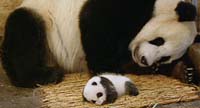 Zoo Atlanta's new baby panda makes media debut