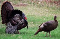 Wild turkeys saunter freely in Detroit suburb