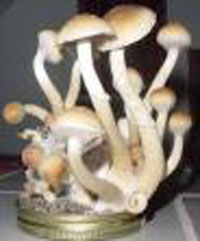 Mystery of magic mushrooms: hallucinogenic drugs may fight melancholy