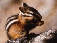 Chipmunks Have the Nuts to Survive an Ice Age