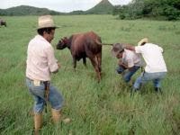 Venezuela's agricultural gains under President Ch&aacute;vez. 47797.jpeg