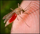 Bahamas tests jail for malaria following outbreak on southern island