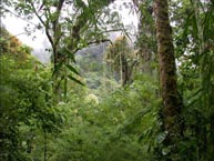 95 percent of world's tropical forests unprotected