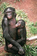 HIV-like virus found in Cameroon wild chimpanzees