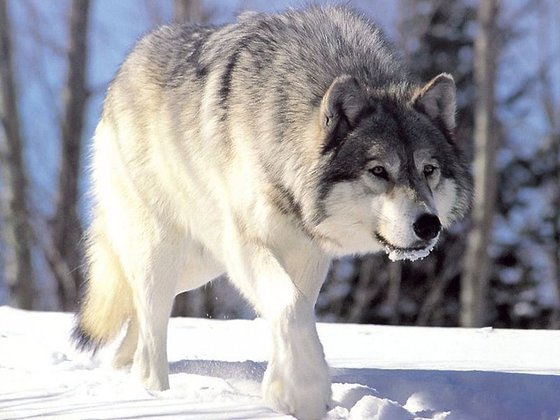 Hunters kill unusually big wolf in Rostov region. 59815.jpeg