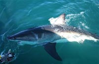 Hungry shark attacks man off Maui