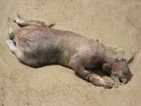 Cryptozoology slowly disappears with Montauk Monster