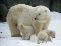 Moscow polar bear cubs appear. 46833.jpeg