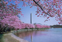 Washington officials concerned about cherry trees festival